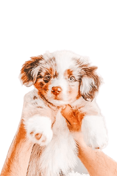 puppy-9-1