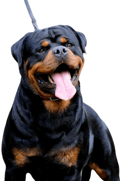 [Best 30+]» Rottweiler PNG» HD Transparent Background