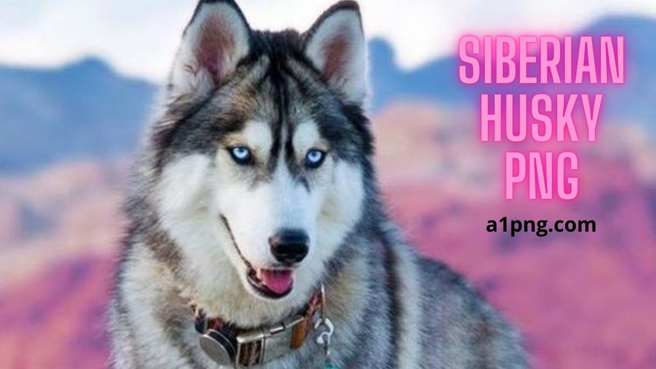 [Best 30+]» Siberian Husky PNG» ClipArt, Logo & HD Background