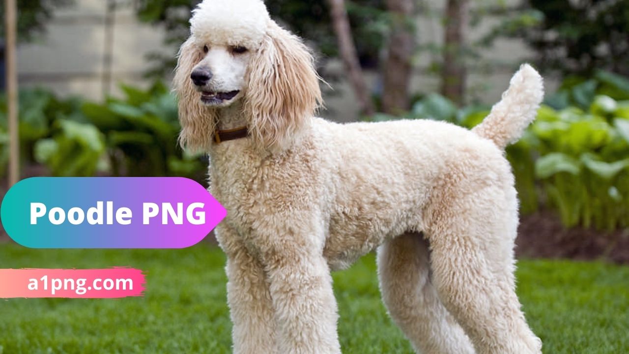 [Best 30+]» Poodle PNG, Logo, ClipArt [HD Background]