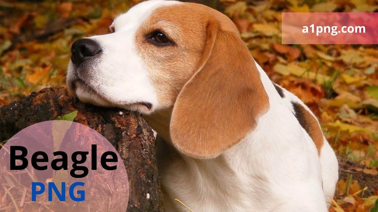 [Best 30+]» Beagle PNG» ClipArt, Logo & HD Background