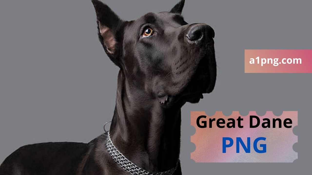 [Best 30+]» Great Dane PNG» ClipArt, Logo & HD Background