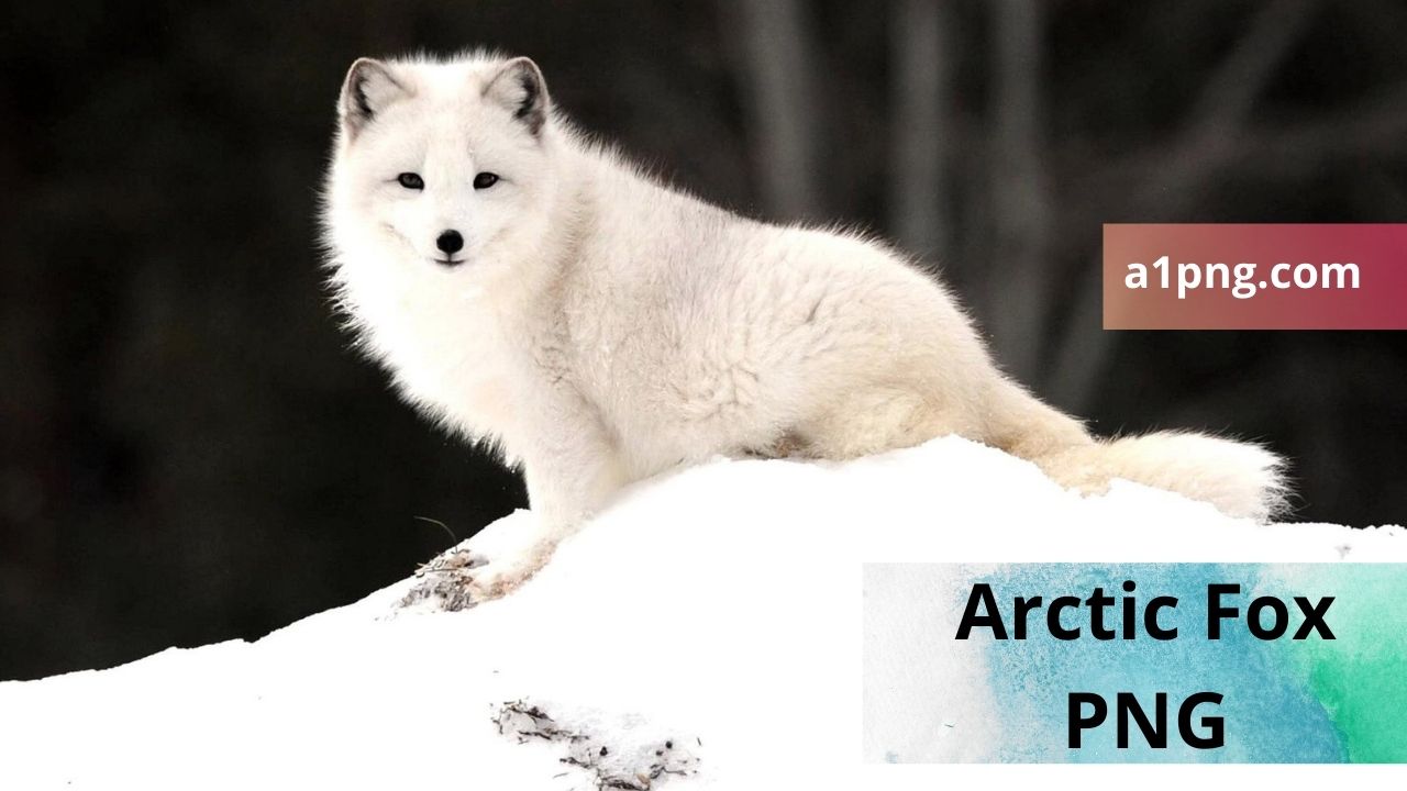 [Best 30+]» Arctic Fox PNG» ClipArt, Logo & HD Background