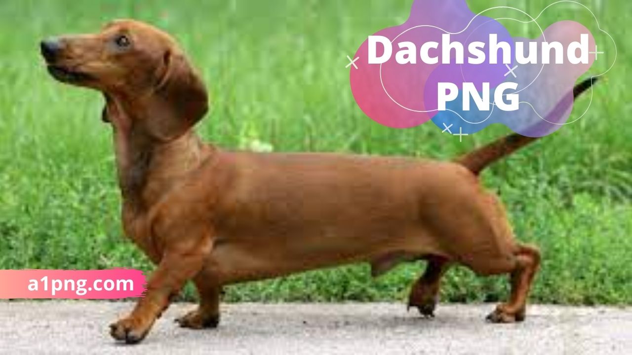 [Best 30+]» Dachshund PNG» ClipArt, Logo & HD Background