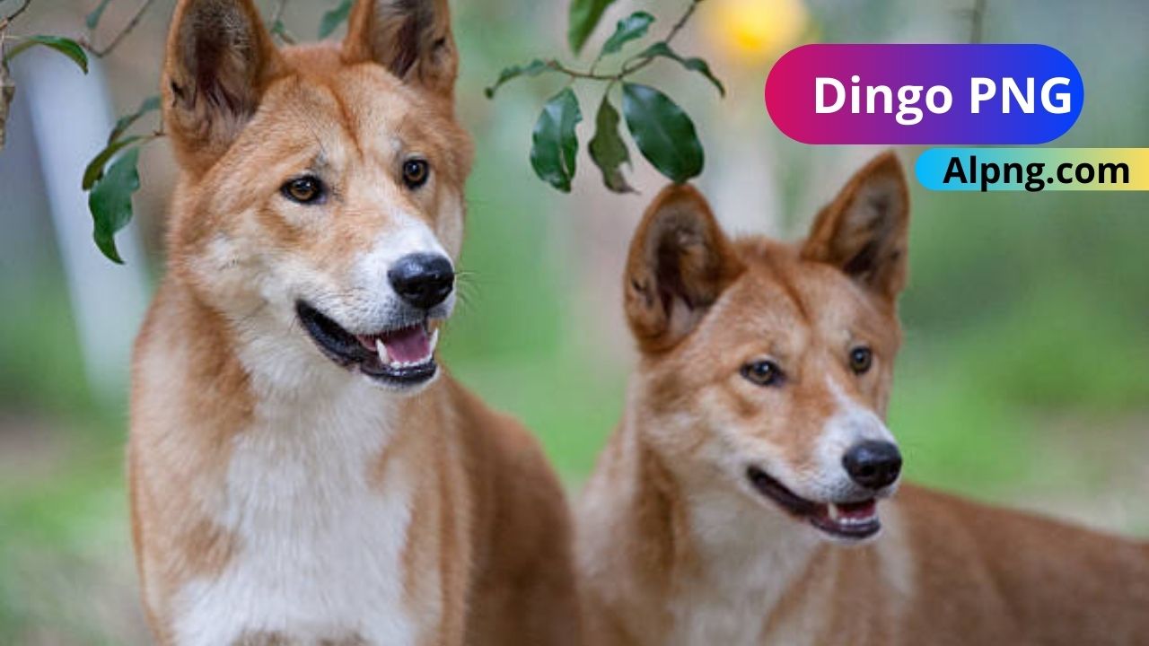 [Best 25+]» Dingo PNG, Logo, ClipArt [HD Background]