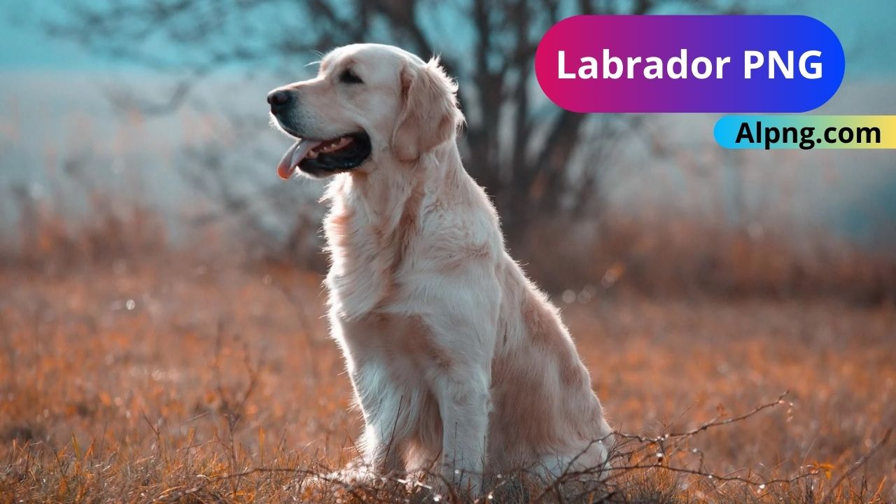 [Best 30+]» Labrador PNG, Logo, ClipArt [HD Background]