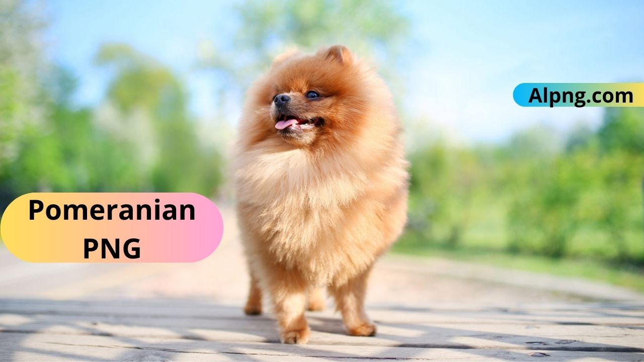 [Best 25+]» Pomeranian PNG, Logo, ClipArt [HD Background]