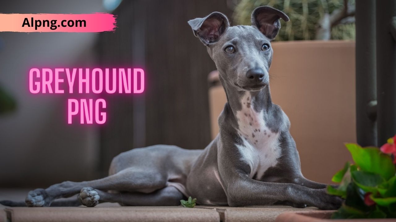 [Best 30+]» Greyhound PNG, Logo, ClipArt [HD Background]