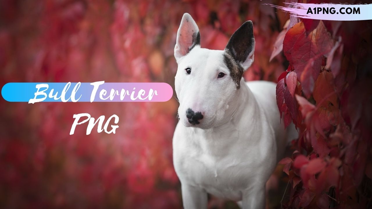 [Best 30+]» Bull Terrier PNG, Logo, ClipArt [HD Background]￼