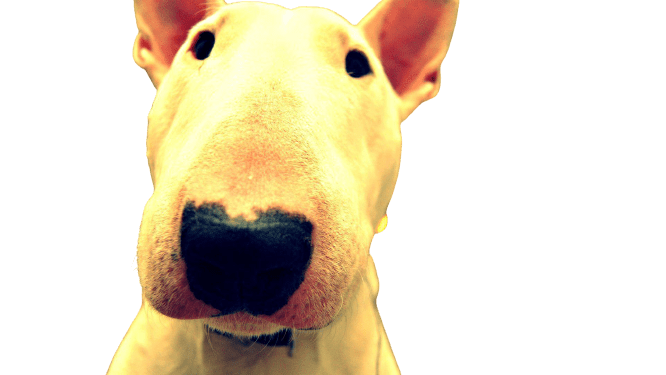 bull-terrier-6