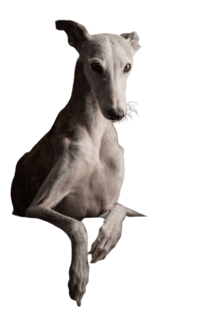 greyhound-1-2