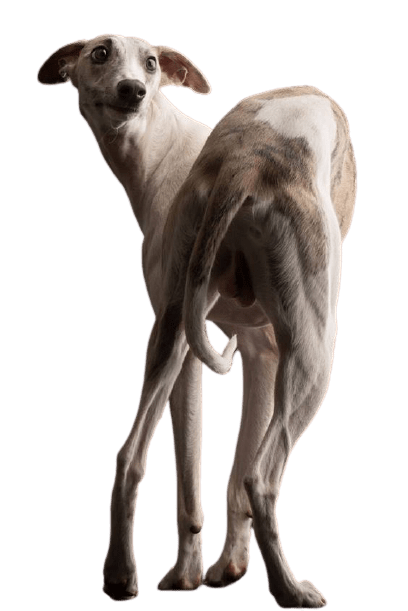 greyhound-10
