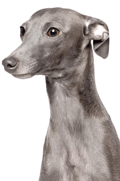 greyhound-4-1