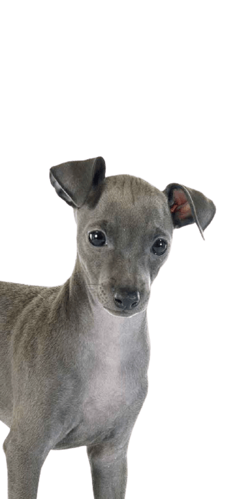 greyhound-6