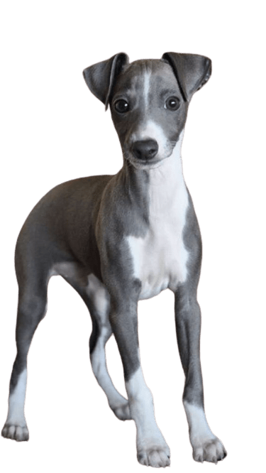 greyhound-9
