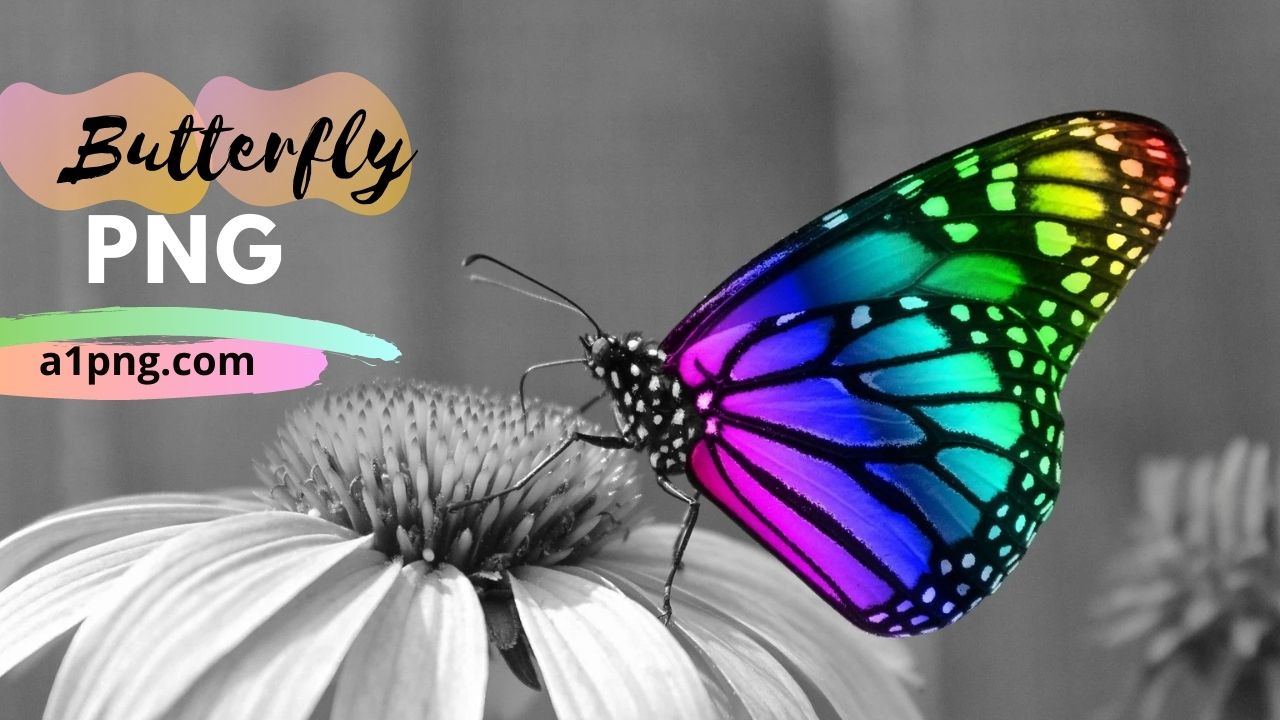 [Best 30+]» Butterfly PNG, Logo, ClipArt [HD Background]
