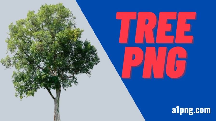 [Best 50+]» Tree PNG, Logo, ClipArt [HD Background]