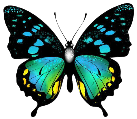 butterfly-png-1-3
