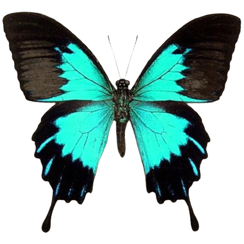 butterfly-png-10-1