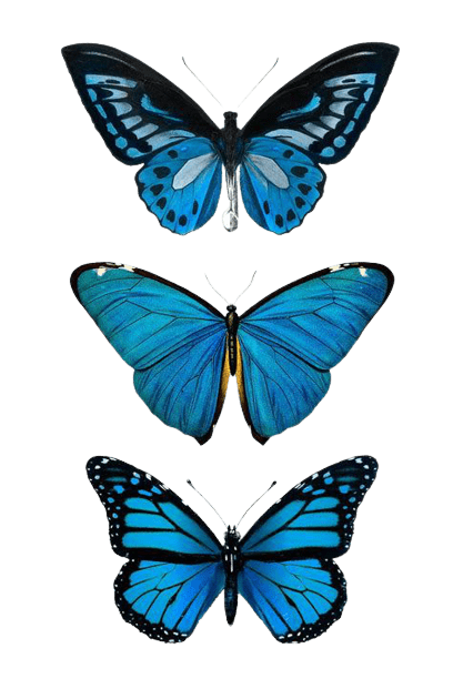 butterfly-png-2-3