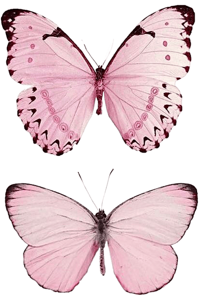 butterfly-png-3-6