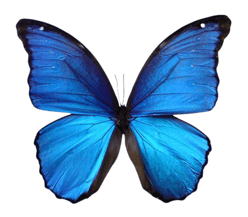 butterfly-png-3
