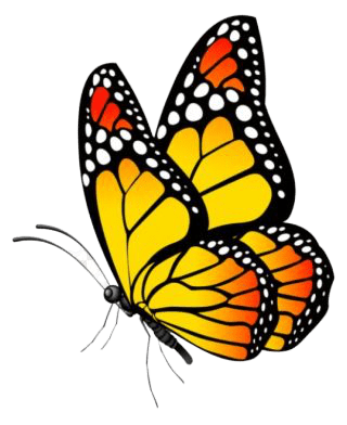butterfly-png-4-1