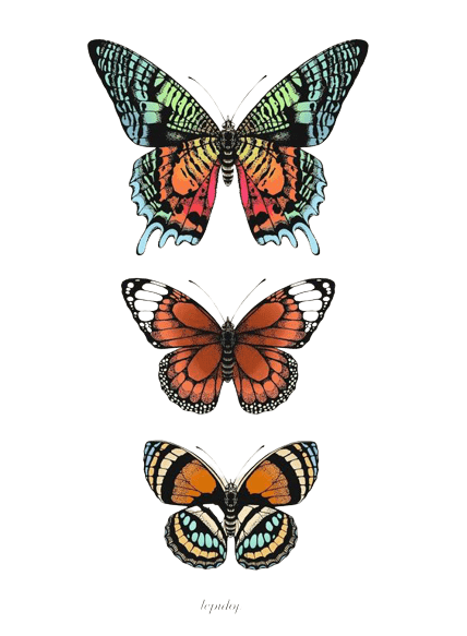 butterfly-png-4-2
