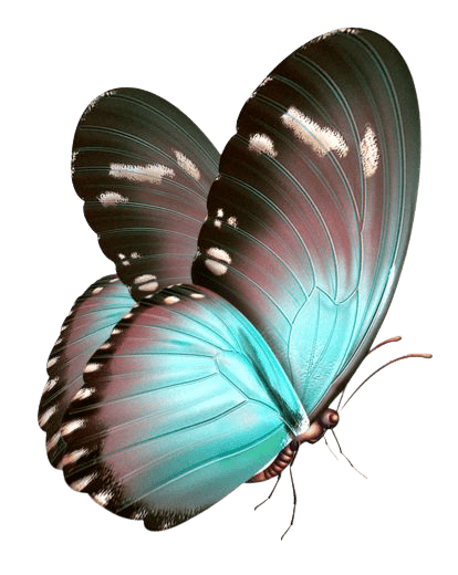 butterfly-png-4-3