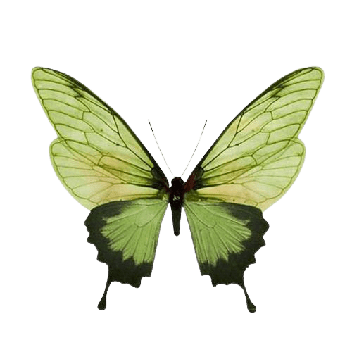 butterfly-png-4-5