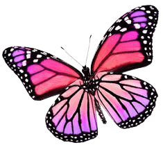 butterfly-png-5-3
