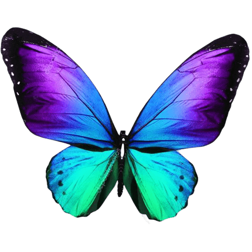 butterfly-png-6
