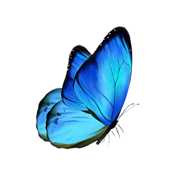 butterfly-png-7