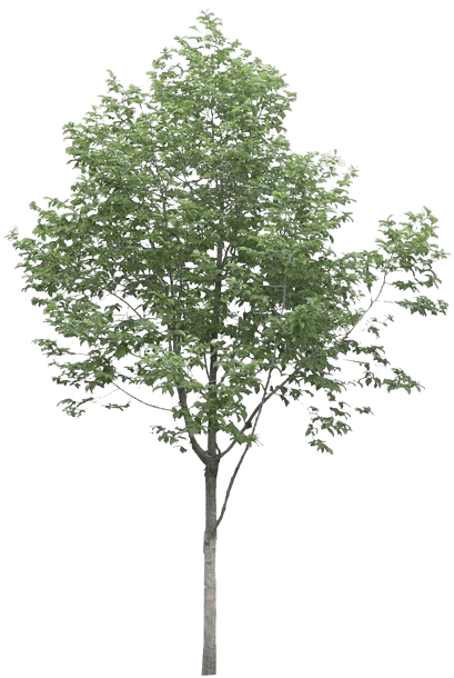 tree-1-4