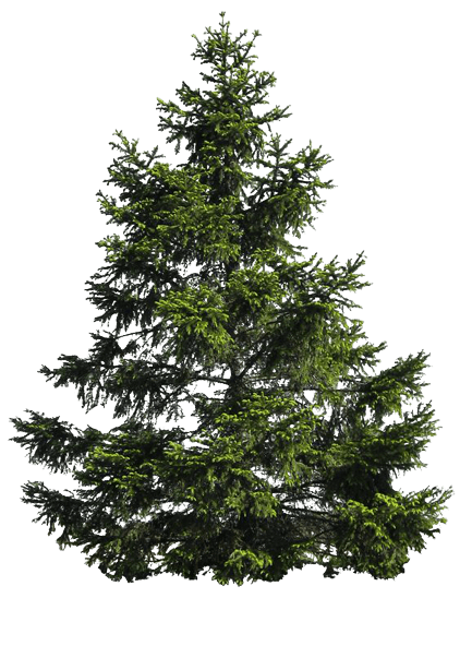 tree-11