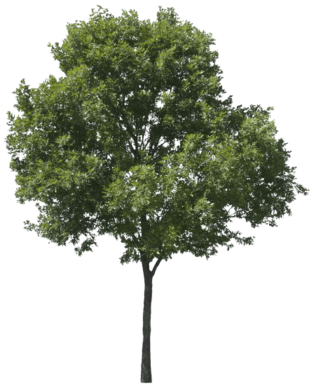 tree-6-2