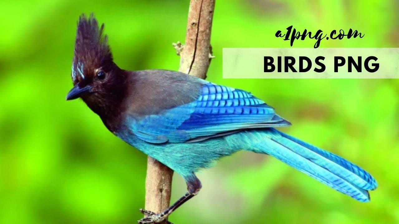 [Best 40+] » Birds PNG [HD Transparent Background]