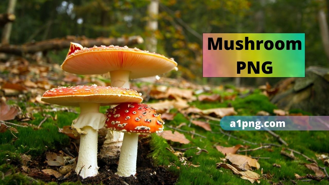 [Best 40+]» Mushroom PNG, ClipArt [HD Background]