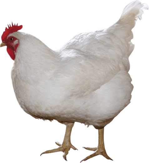 chicken-png-1-3