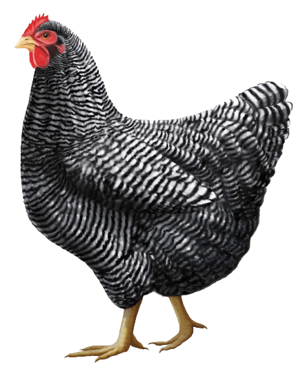 chicken-png-6-3