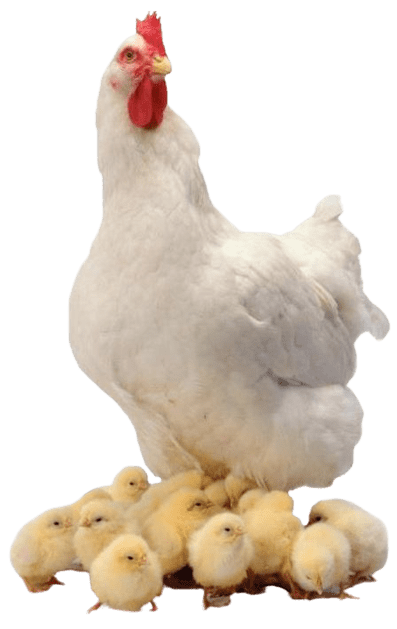 chicken-png-7-2