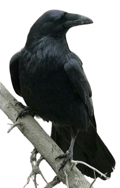 crow-png-10-1