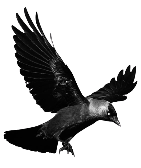 crow-png-10