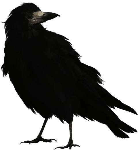 crow-png-11