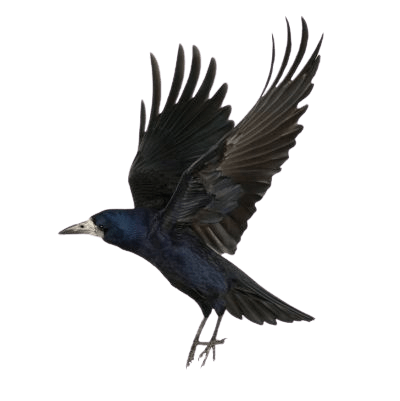 crow-png-13