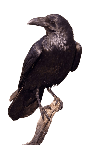 crow-png-2