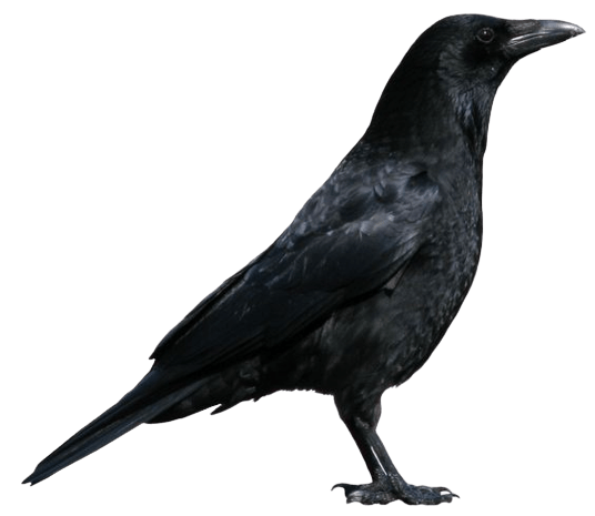 crow-png-3