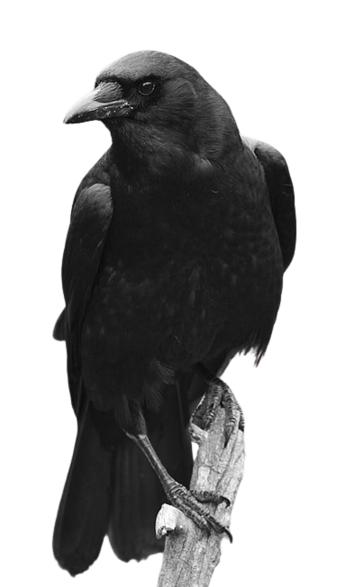 crow-png-4