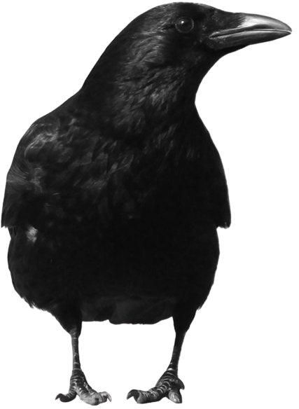 crow-png-5-1