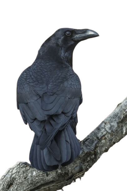 crow-png-5